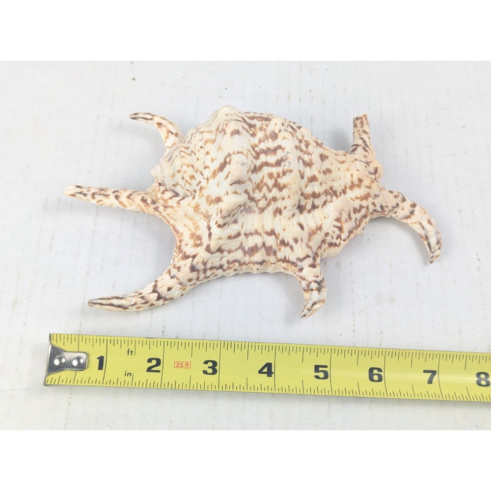 Spider Conch Sea Shell Specimen Lambis Chiragra Indo-Pacific 7.5" x 5" Aquarium